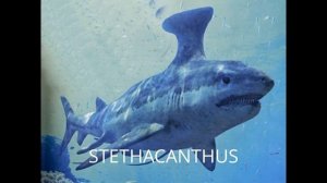 HYBODUS VS. STETHACANTHUS