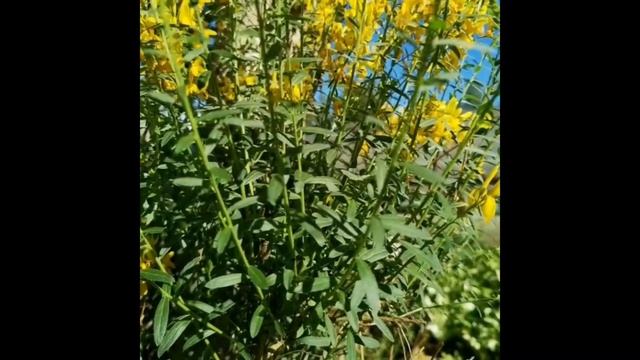 Дрок красильный - зимостоек, обильно и продолжительно цветущий кустарник