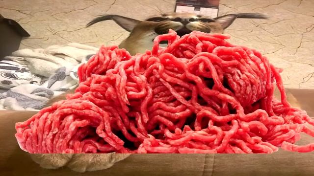 каракал Шлёпа рассказывает как готовить пельмени мем