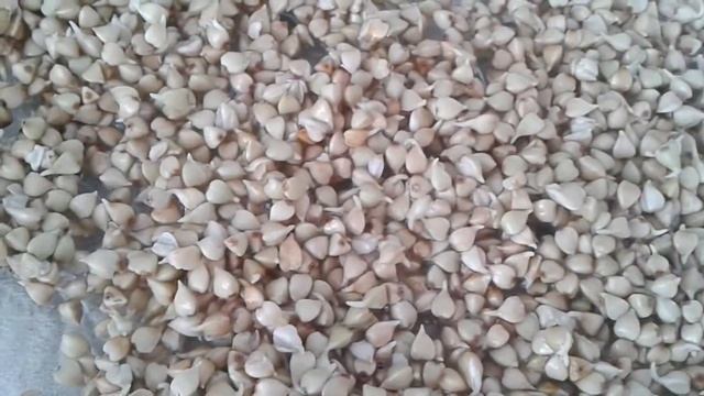 Ням-ням зеленая гречка:))) смотреть онлайн