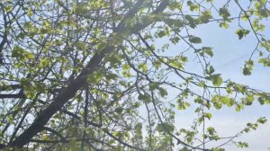 Таймлапс роста листьев.