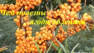 Чем полезны и вредны ягоды облепихи