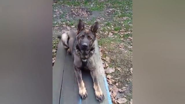 Немецкие овчарки. Игровой мячик - награда за комплекс упражнений. смотреть онлайн