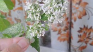 Как цветёт крапива дома (цвет крапивы)