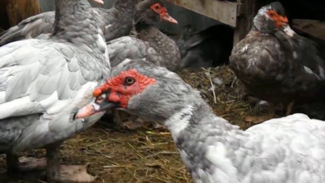 Индоутки (мускусные утки) смотреть онлайн