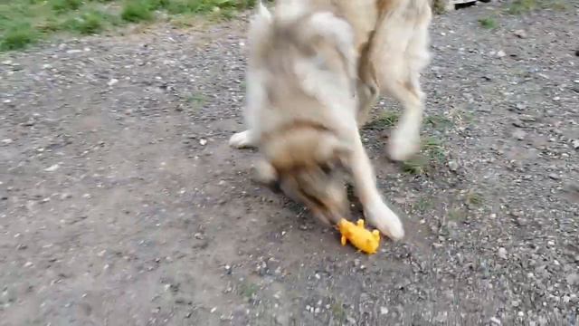 День рождения Алтая🥳 смотреть онлайн