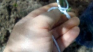 КАК ПРАВИЛЬНО ПОДВЯЗАТЬ ПОМИДОРЫ В ТЕПЛИЦЕ