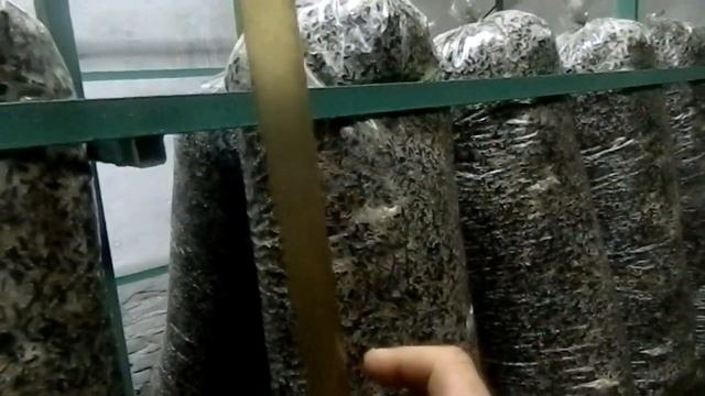 первая партия блоков вешенки для проверки оборудования смотреть онлайн