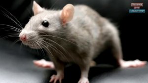 ИНТЕРЕСНЫЕ ФАКТЫ О КРЫСАХ ПОЙМАНА САМАЯ БОЛЬШАЯ КРЫСА