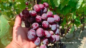 Виноград Эверест  Павловского Е.Г.