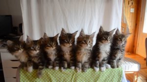 7 очаровательных котят