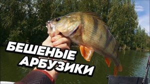 Искать и найти. Ловля крупного окуня на ультралайт спиннинг. Микроджиг в августе