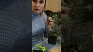 Как прививать хвойные (ели)