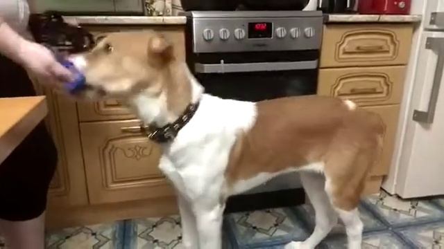 Ева 5 мес. Намордник без давления. смотреть онлайн