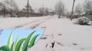 слово пацана лунтик, трава на асфальте