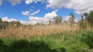 ГОЛДЕН РЕТРИВЕР НАШИ ПРОГУЛКИ