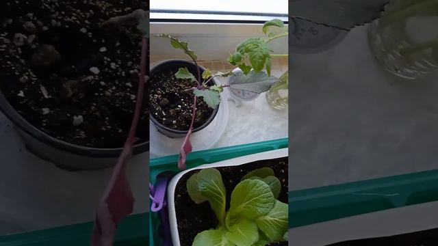 ноябрь на подоконнике. смотреть онлайн