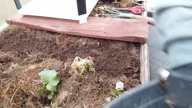 Посев под зиму с результатами посева. смотреть онлайн