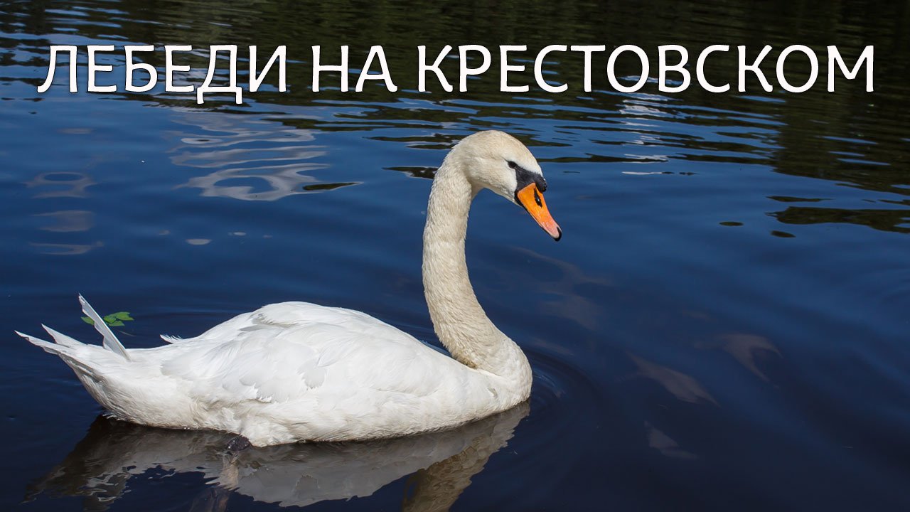 Лебеди на Крестовском острове
