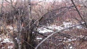 Маньчжурский Заяц. Сутара, район ключа Тяжелая.