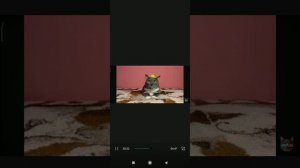 мемы про kotiynet??????