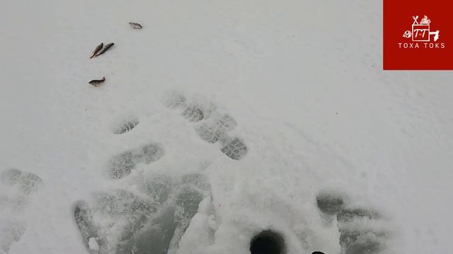 Зимняя Рыбалка.Второй выход на лёд, Чудское озеро (Lagedi) 13.02.2022 смотреть онлайн