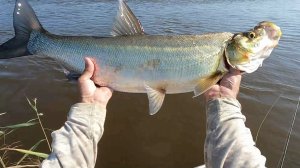 СУМАШЕДШАЯ РЫБАЛКА!!!.mp4