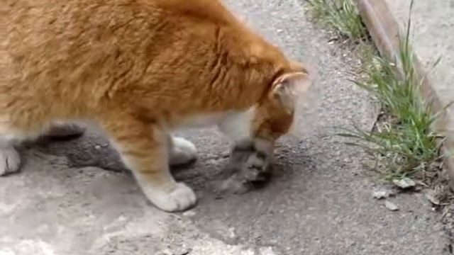 Стёпа Герда прикол воробей смотреть онлайн