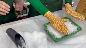 Когда и как сеять клубнику? Как посеять в снег?