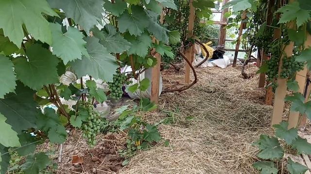 Виноград Восторг и Супага смотреть онлайн