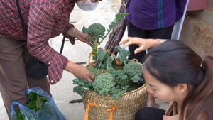 Pregnant women harvest cauliflower at the end of the season and bring it to the market to sell