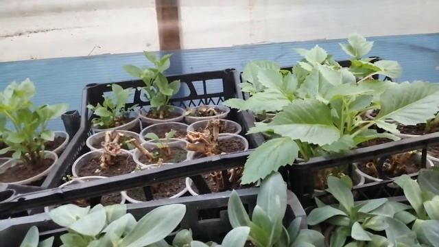 Георгина вегетативная как сохранить зимой осениие кусты. Обзор.