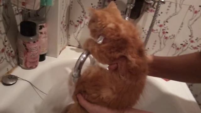 Какать научишься нормально попу мыть тебе не буду