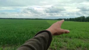 Рапсовая солома исчезла...