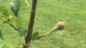 Poirier 'Pyrus communis Conférence' Fructification réussie