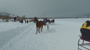 Скачки 2024 03 08Зимние конные скачки в горах Алтая: Величие, Страсть и Снежные Вершины