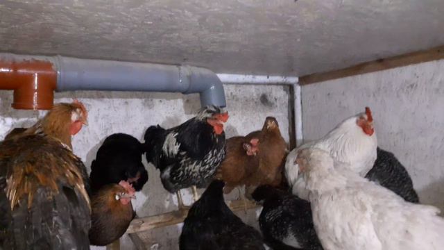 Ответ на вопрос нового подписчика/будет много информации!!! смотреть онлайн