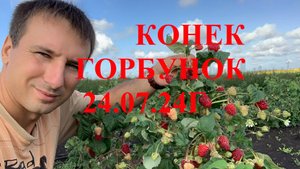 Конек Горбунок 25.07 #продажасаженцев #саженцыоптом #выращиваниевинограда #розы #саженцы#mrbeast