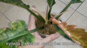 Филодендрон Ринг оф файер🔥/лёгкий способ укоренения👍