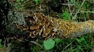 Inside the forest   Mushrooms(Stereum sp) cover a dead brunch of Quercus coccifera