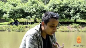 Jacaré-de-papo-amarelo (Caiman latirostris) - Wild Way