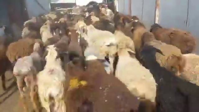 140бас Тусак биринши тума, ургашы, токты сектер 45000тг,Тараз,Пионер ауылы,+77766222903,+7777092058 смотреть онлайн