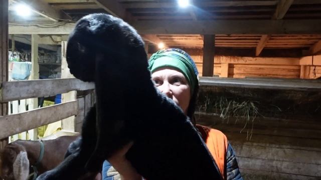 НАША СОФА ЧУДИЛА ТАКАЯ КОБЫЛА И смотреть онлайн