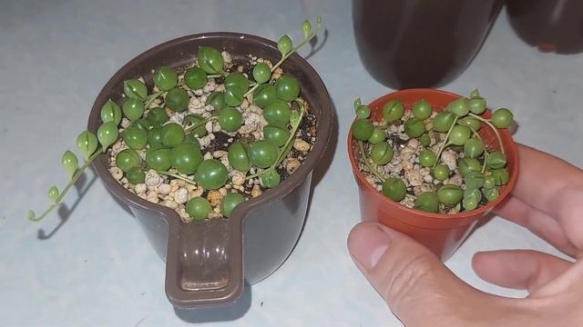 Суккуленты. Моя коллекция. Обзор.Часть 1.