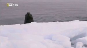 Морской леопард в дикой природе