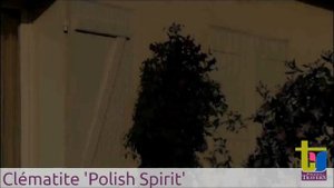 Клематис Полиш спирит