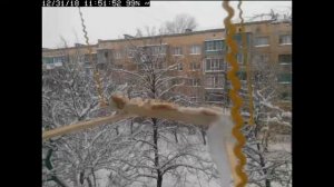 Трансляция кормушки для синичек / Live birds feeder