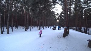 #МИНУСИНСК/ Сосновый бор в Минусинске/ Прогулка в бору
