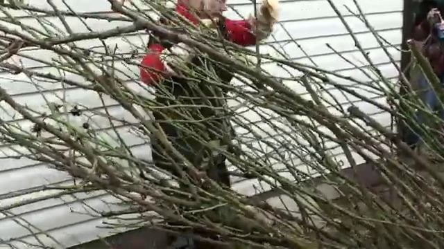 Обрезка роз ч4 Мастер класс от Юлии Тадеуш. смотреть онлайн