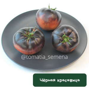 Черная красавица